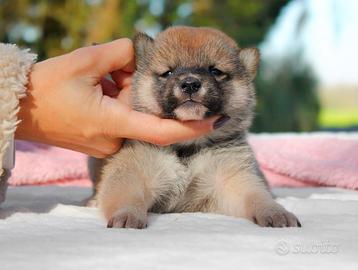 Cucciolina femmina di Shiba Inu rossa