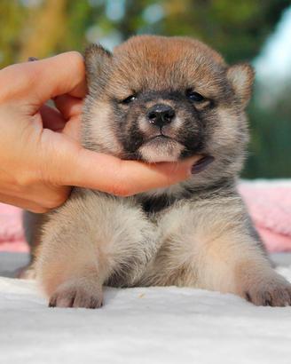 Cucciolina femmina di Shiba Inu rossa