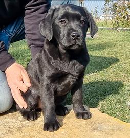 Labrador retriever cucciolo maschio nero