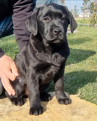 Labrador retriever cucciolo maschio nero