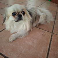 Chiwawa a pelo lungo