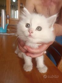 Cucciolata di angora turco