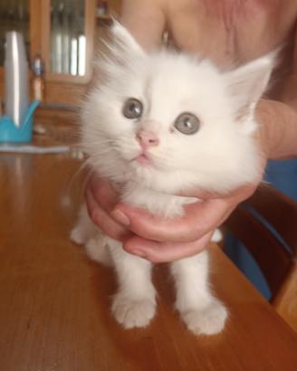 Cucciolata di angora turco