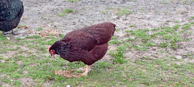 Gallina rhode Island red