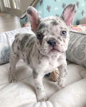 BOULEDOGUE - BULLDOG FRANCESE MERLE cuccioli