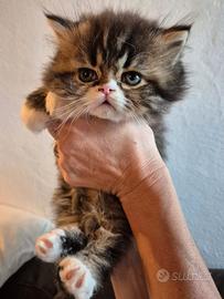 Meravigliosi gatti di cucciolo persiano