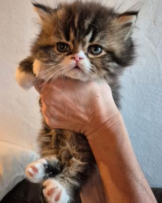 Meravigliosi gatti di cucciolo persiano