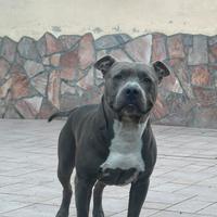 Amstaff grigio per monta