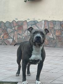 Amstaff grigio per monta