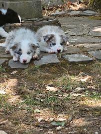 Cucciolo Border Collie