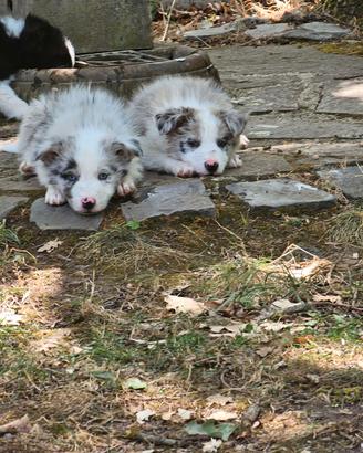 Cucciolo Border Collie