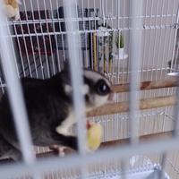 Petauro dello zucchero