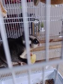 Petauro dello zucchero