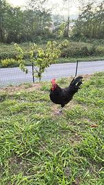 Galletto di gallina Marans