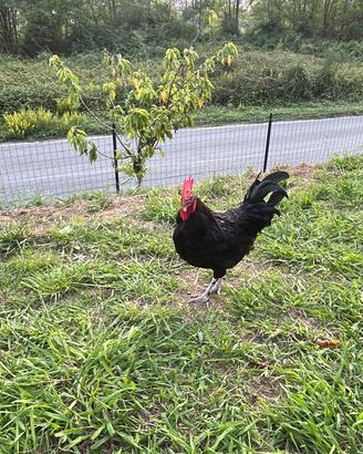Galletto di gallina Marans