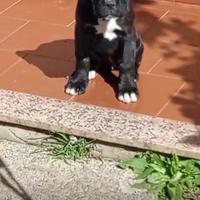 Cucciola di boxer