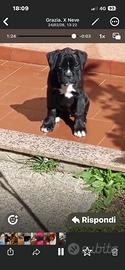 Cucciola di boxer
