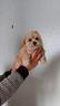 cuccioli-di-maltipoo-toy