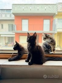 Cuccioli di Maine coon