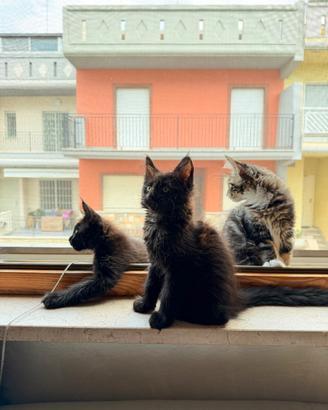 Cuccioli di Maine coon