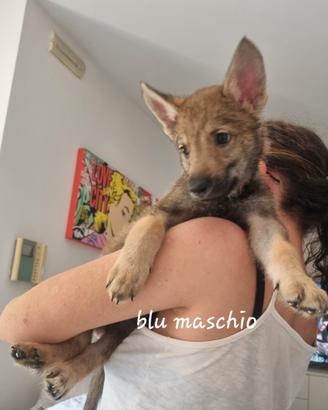 Vedesi cuccioli Lupo cecoslovacco