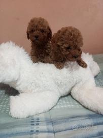 Barboncino Red toy con microchip maschietti