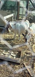 Caprette tibetane