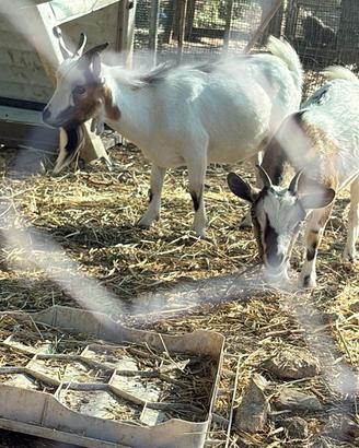 Caprette tibetane