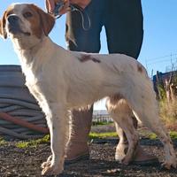 Cucciolo Maschio Breton