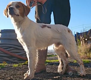 Cucciolo Maschio Breton