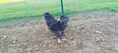 Gallo moroseta