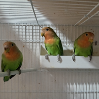 Pappagalli inseparabili giovani