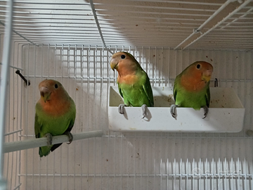 Pappagalli inseparabili giovani