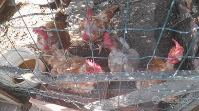 4 galline collo nudo e una grigia ovaiola