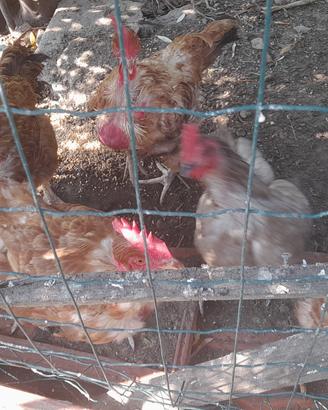 4 galline collo nudo e una grigia ovaiola