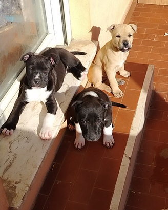 Cucciolata di cani