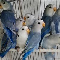 Blocco giovani inseparabili