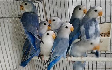 Blocco giovani inseparabili