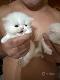 Gatto persiano originale femmina