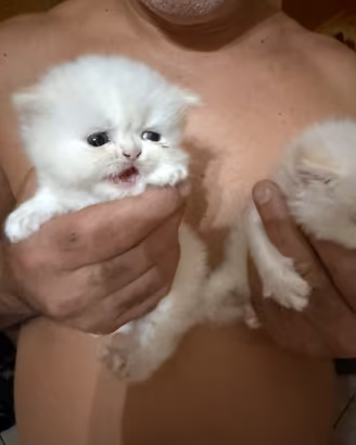 Gatto persiano originale femmina