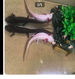 Axolotl leucistico e Wild