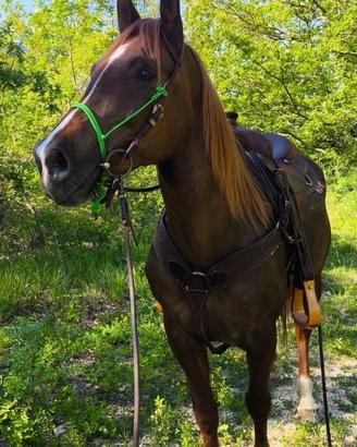 Cavallo