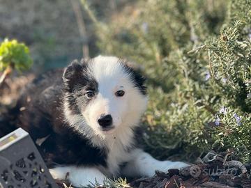 Border collie