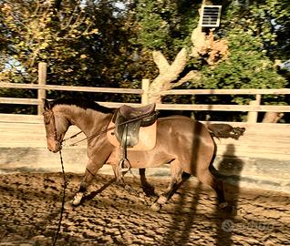 Permuto fattrice con puledro/a