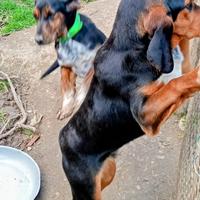 Segugi incrocio griffone