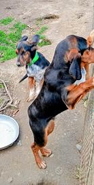 Segugi incrocio griffone