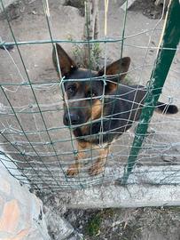 Athena e la sua sofferenza