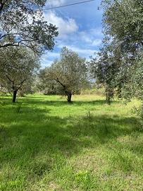 Uliveto pianeggiante