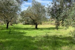 Uliveto pianeggiante