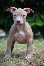 American Pitbull Terrier UKC
